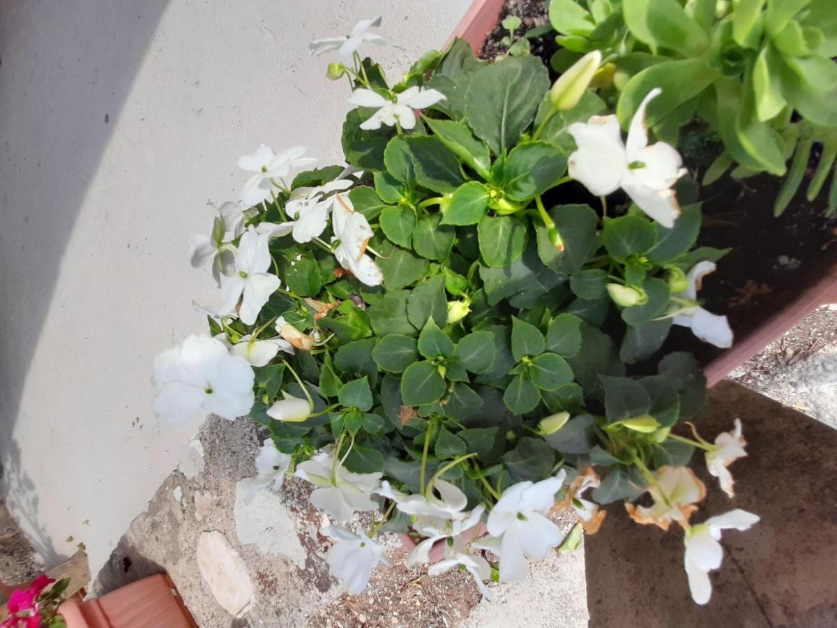 Apartmani Bezek Ston Exterior foto